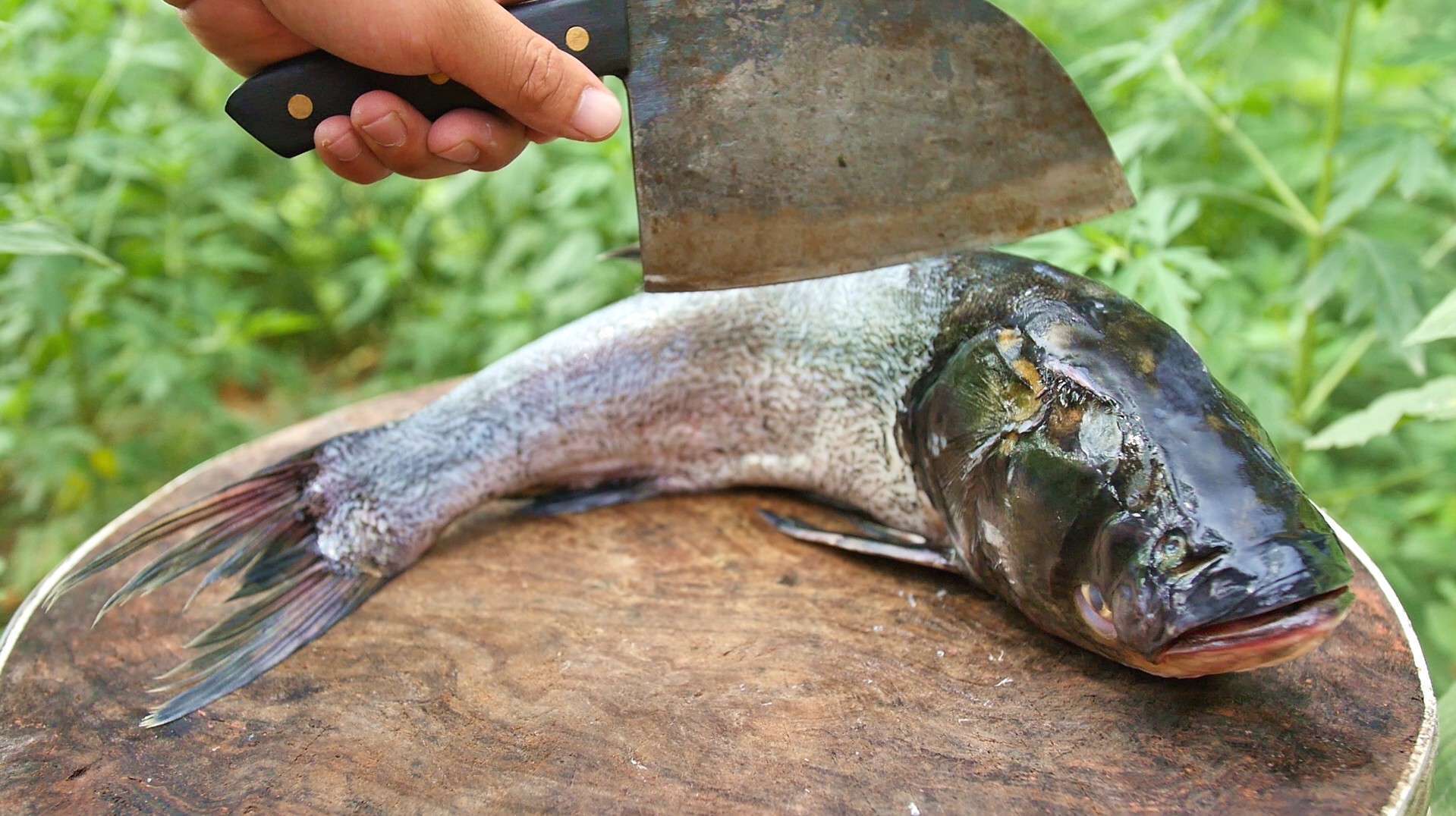 吃了半辈子花鲢,还是这种吃法最过瘾,简单一做,3斤不够吃