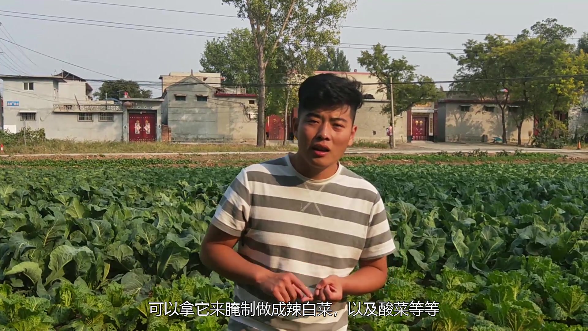 小帅哥来到白菜地,为我们讲解白菜的营养价值和经济价值