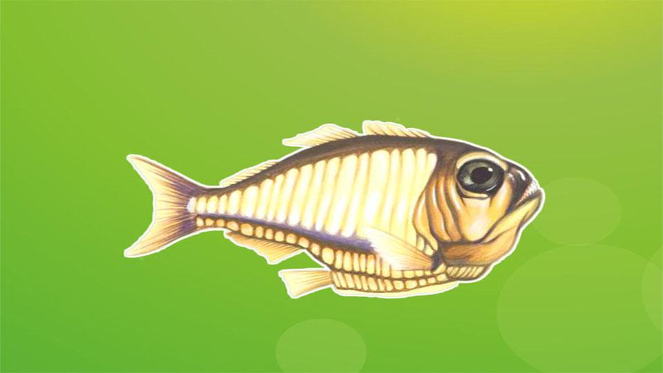 原来燕子鱼长这样