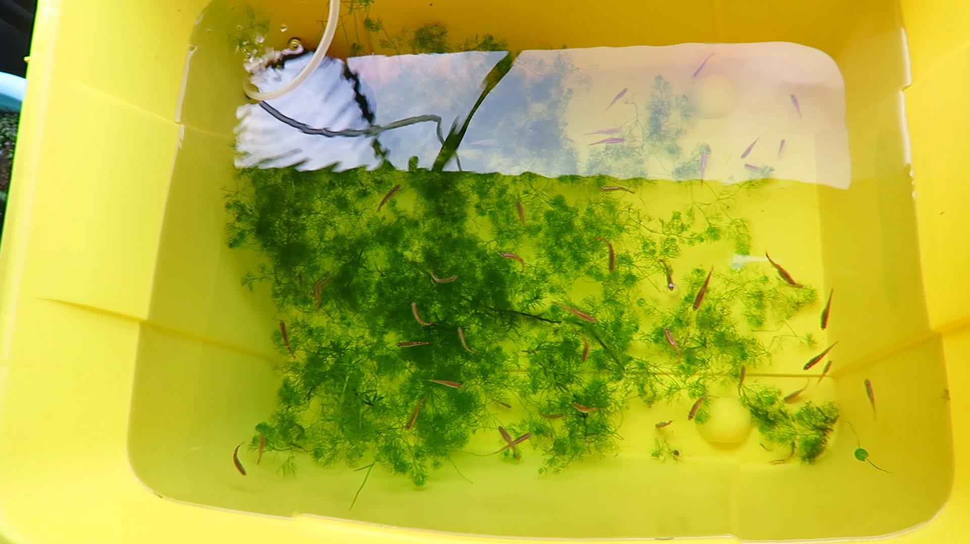 成功繁殖了这种漂亮的原生小鱼,原来并不难,以后不用上网买了