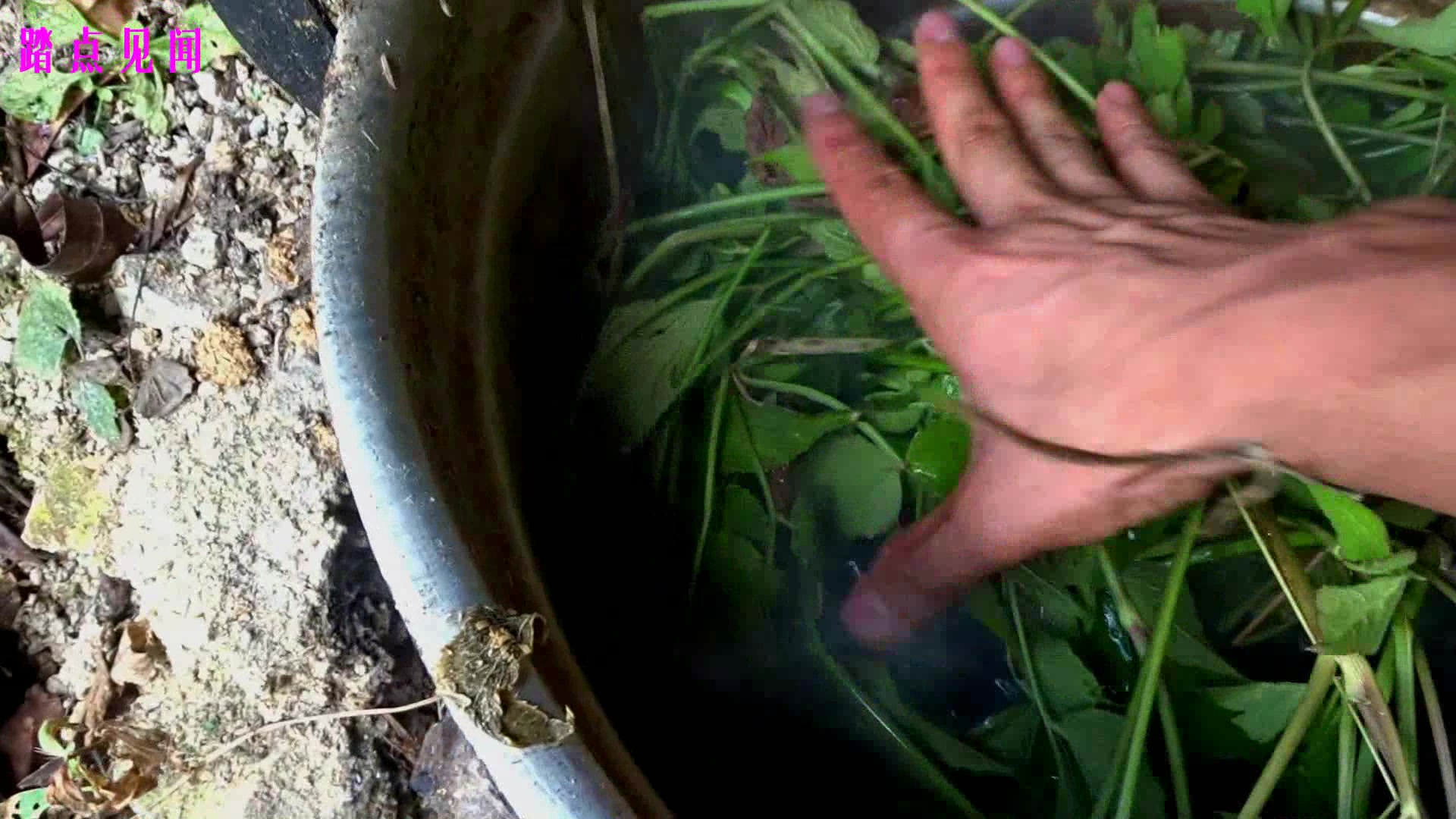 这野菜是煮给牛吃的