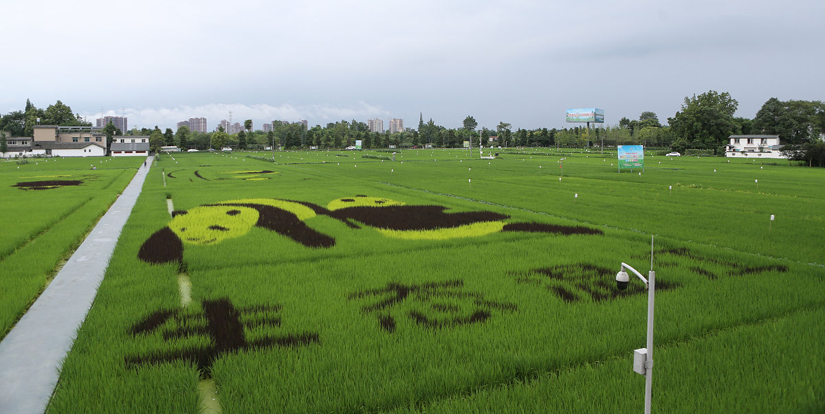 成都希望卫校药学专业：优势与劣势分析