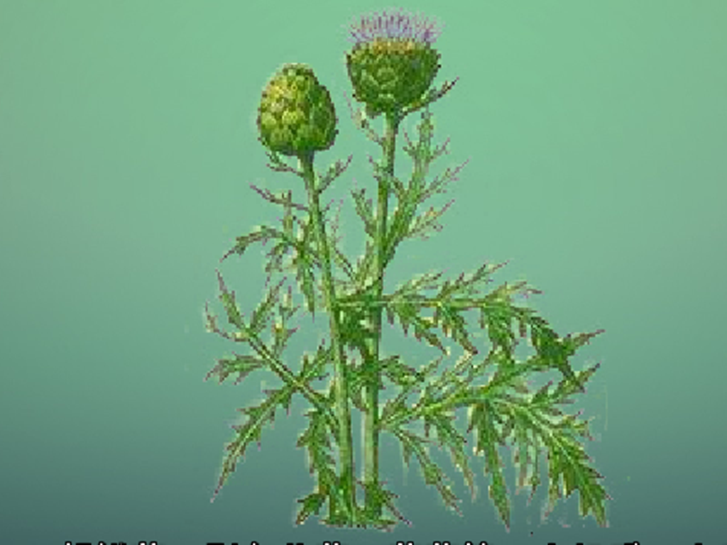 朝鲜荠:菊科菜蓟属多年生草本植物