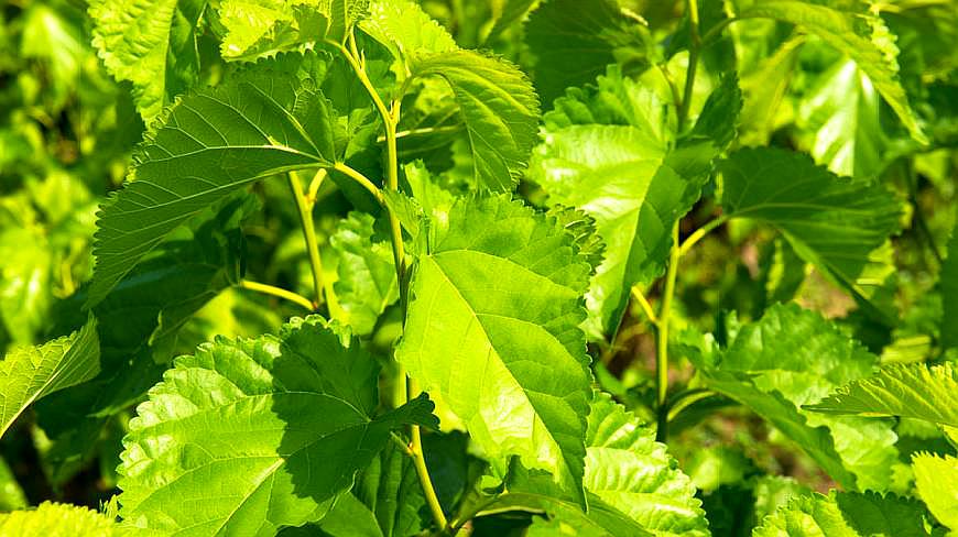 [图]每天用“桑叶”泡水喝,只要能坚持,这5个好处你能看的见