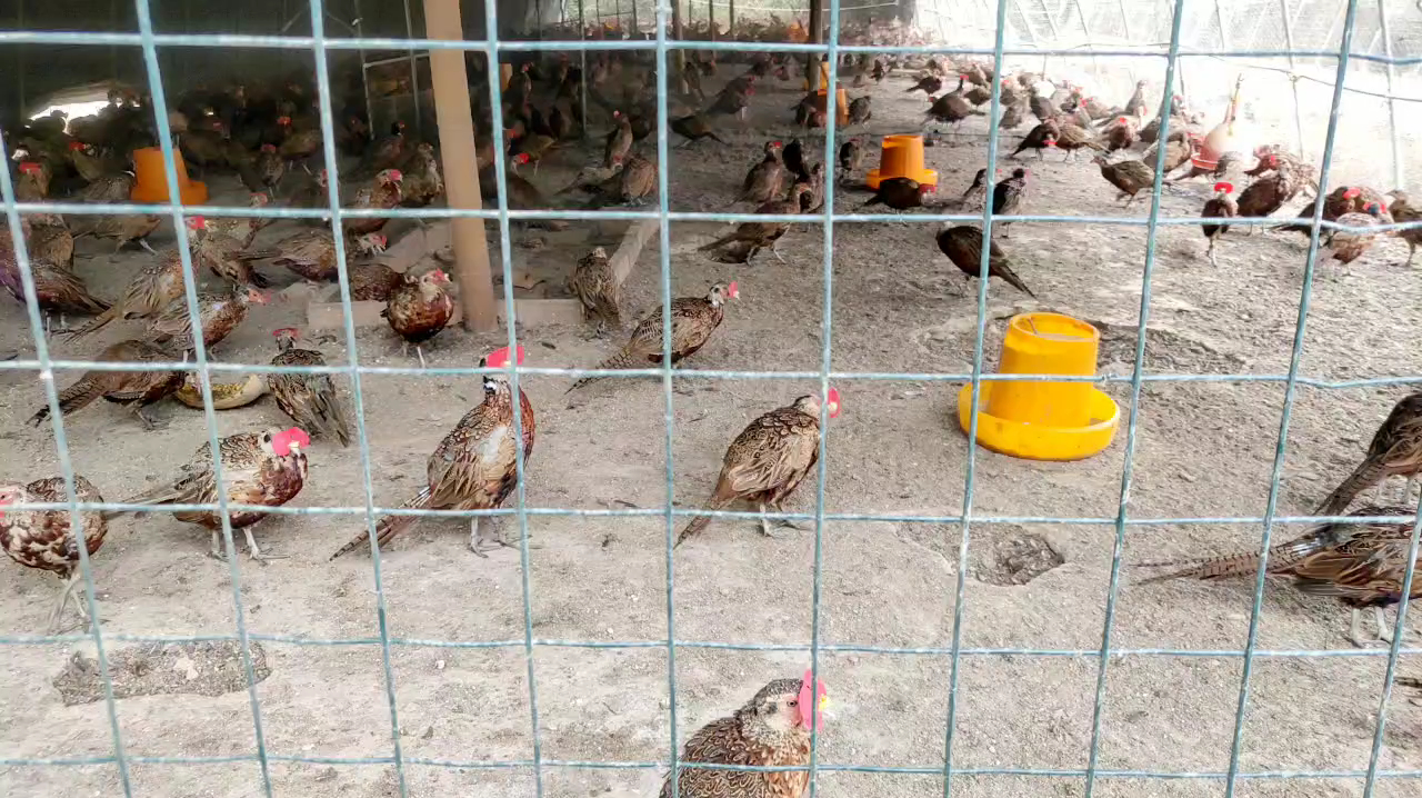 秋季野鸡养殖注意哪些问题?7年山鸡养殖经验分享,野鸡养殖技术