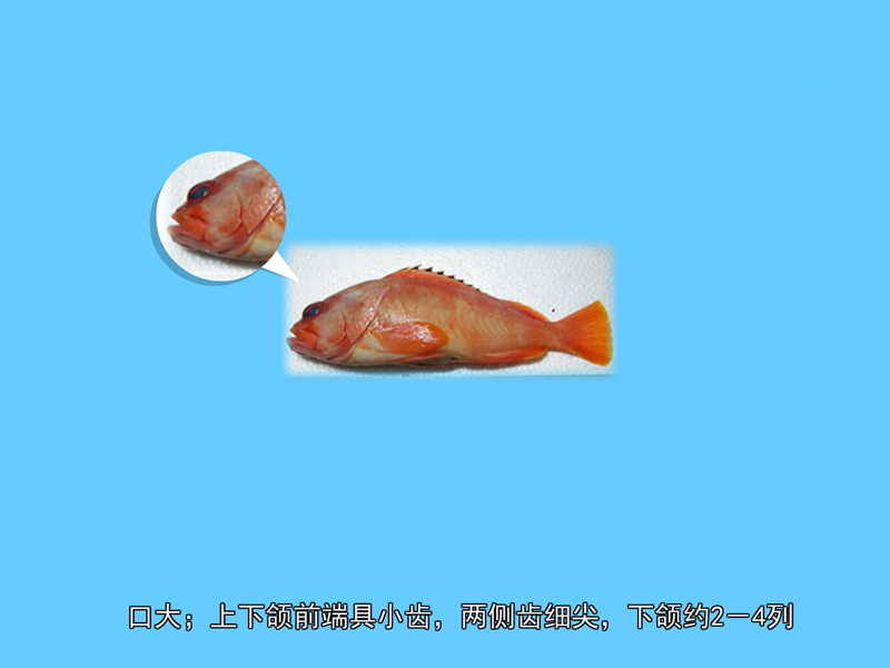 赤石斑鱼:赤石斑鱼,又称黑边石斑鱼