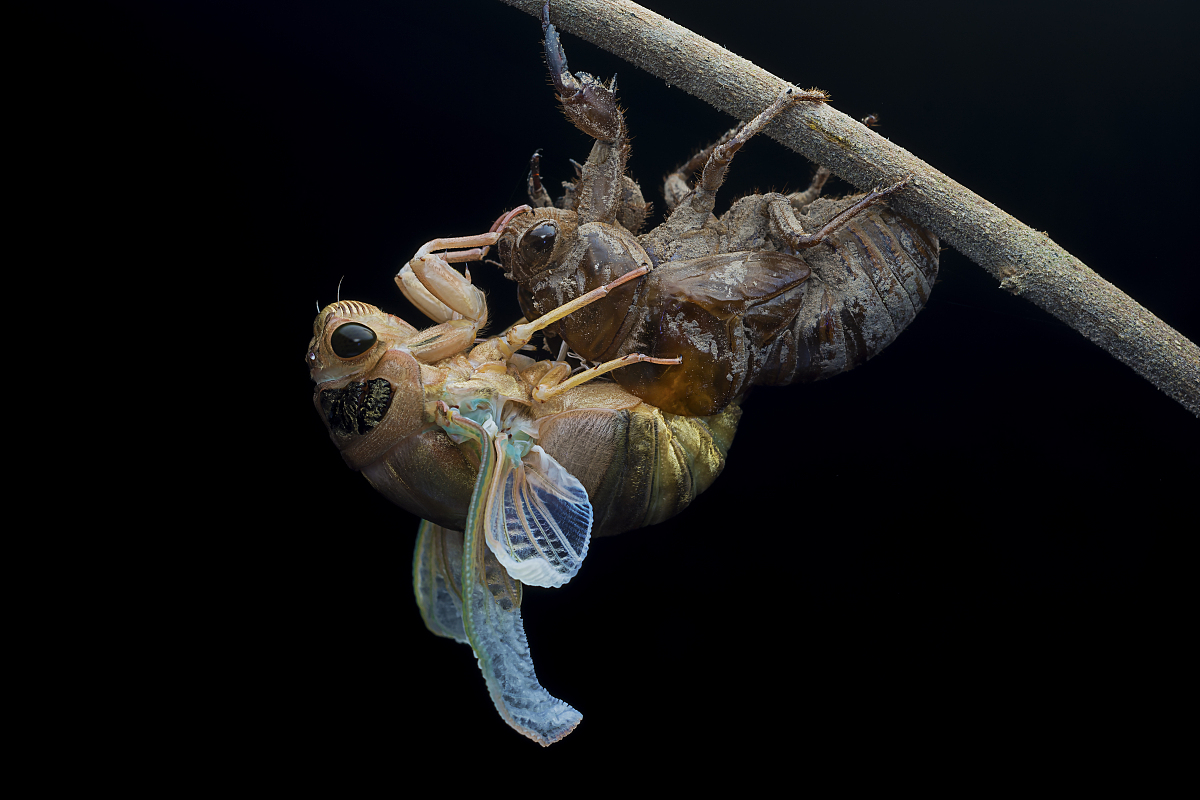 《昆虫记》科学之美：揭秘蚂蚁、蜜蜂等昆虫的奇妙世界