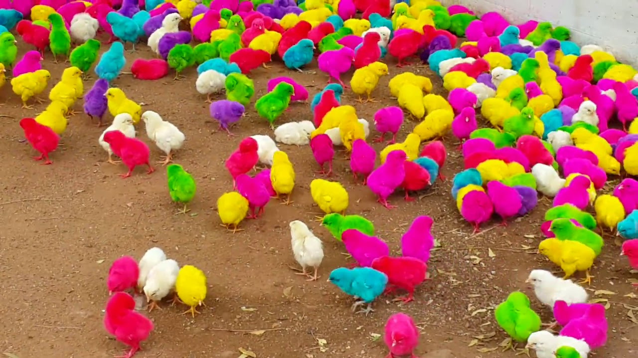 当年风靡校门口的“彩色小鸡”,为何养几天就死了?实情让人心酸