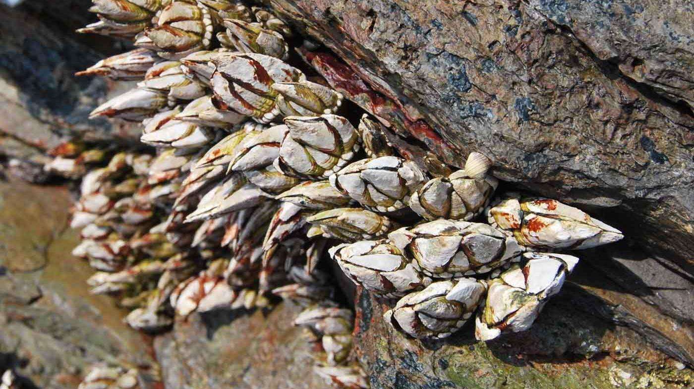 5种带壳的“贵族”海鲜,鹅颈藤壶上榜,全吃过的是土豪中的大佬