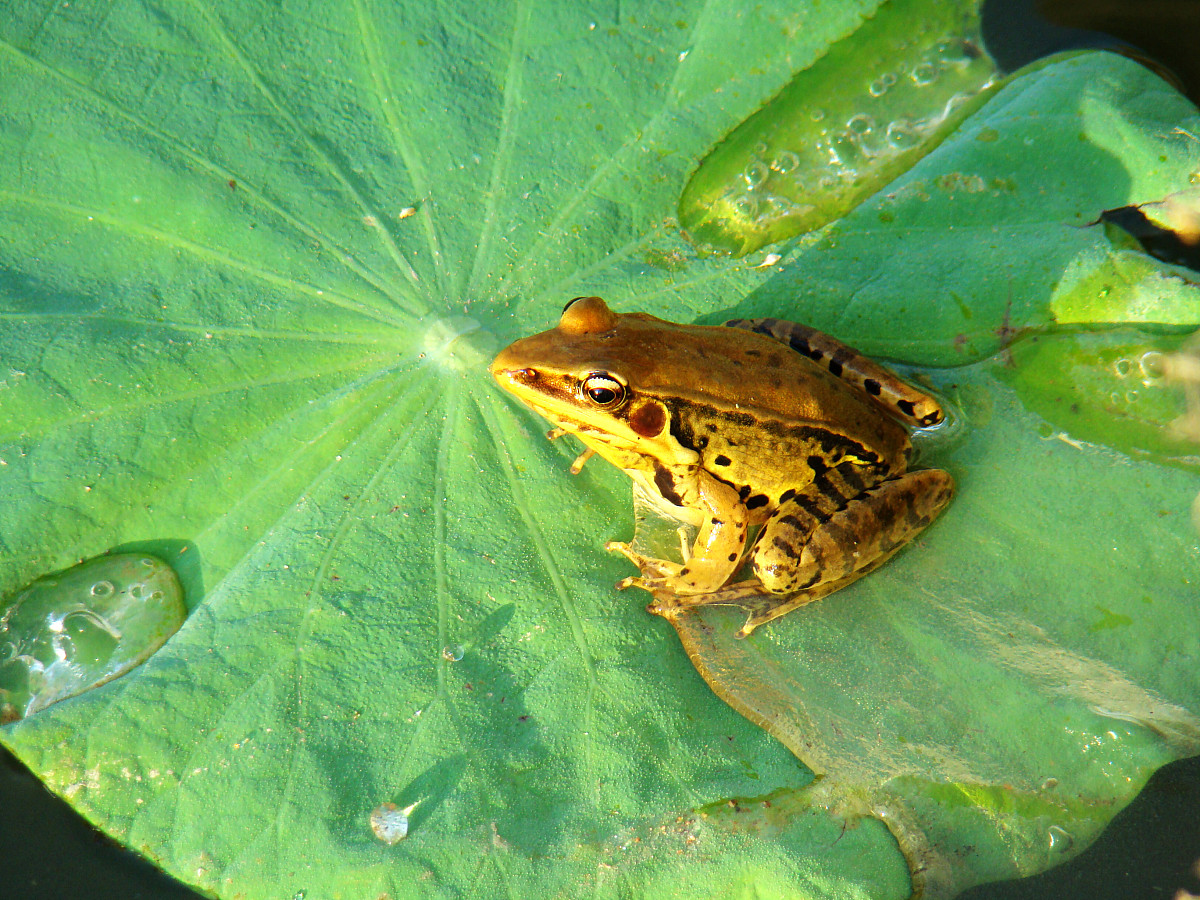 拟人句：荷叶上的青蛙歌唱家
