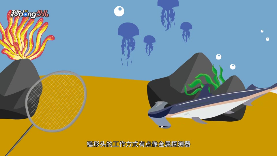 双髻鲨的头为什么长得像锤子?