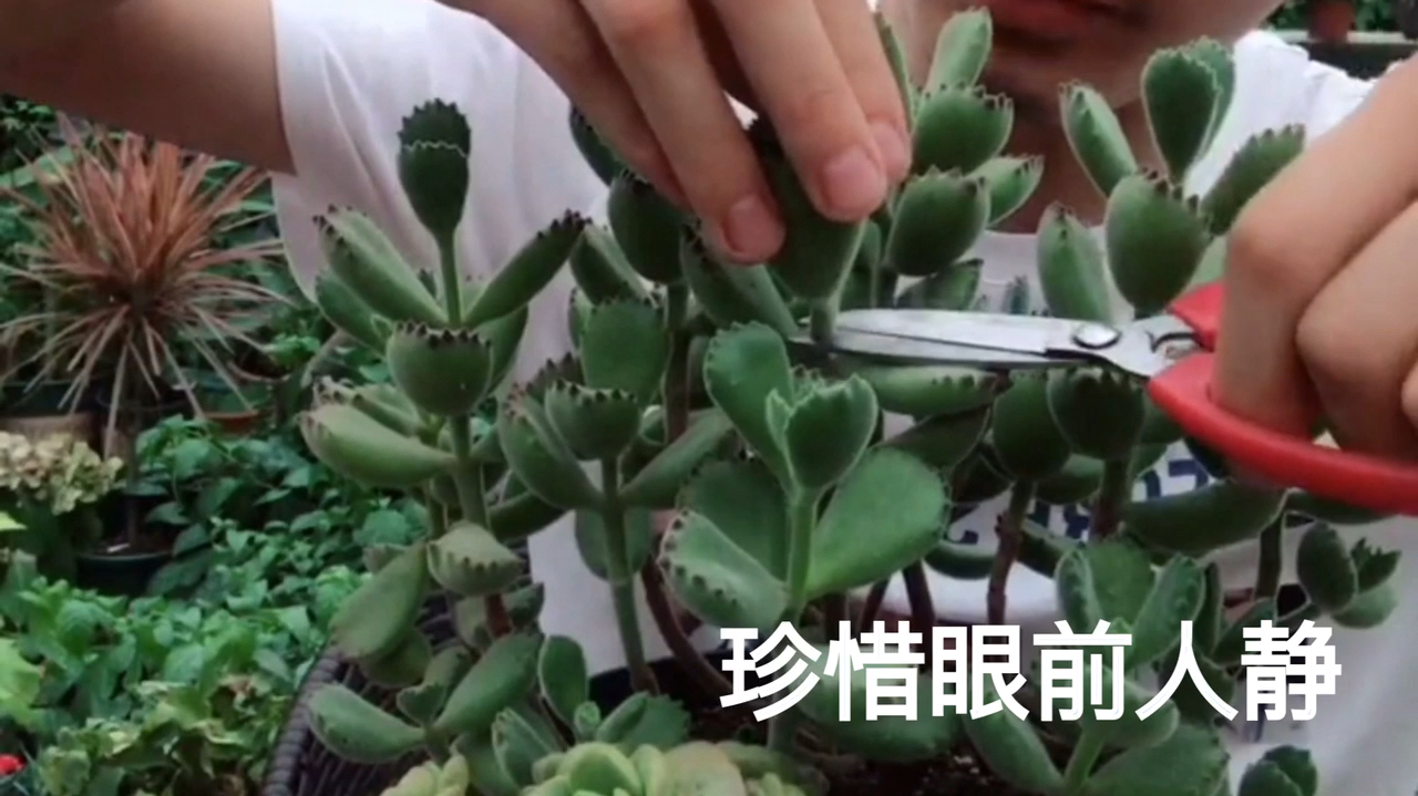 多肉植物熊童子如何繁殖?做到这一点,让你秒变种植小能手