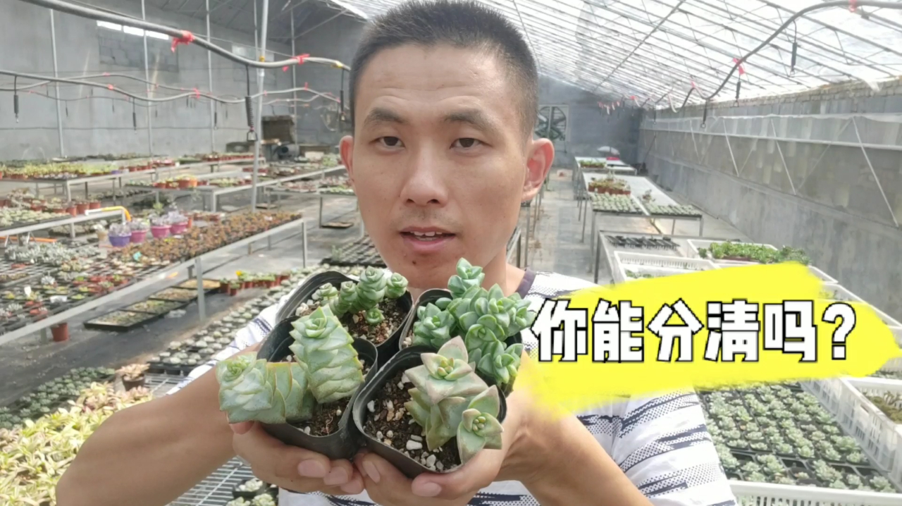 有些相近科属或者杂交的多肉,你能分清楚吗?哪种更贵?