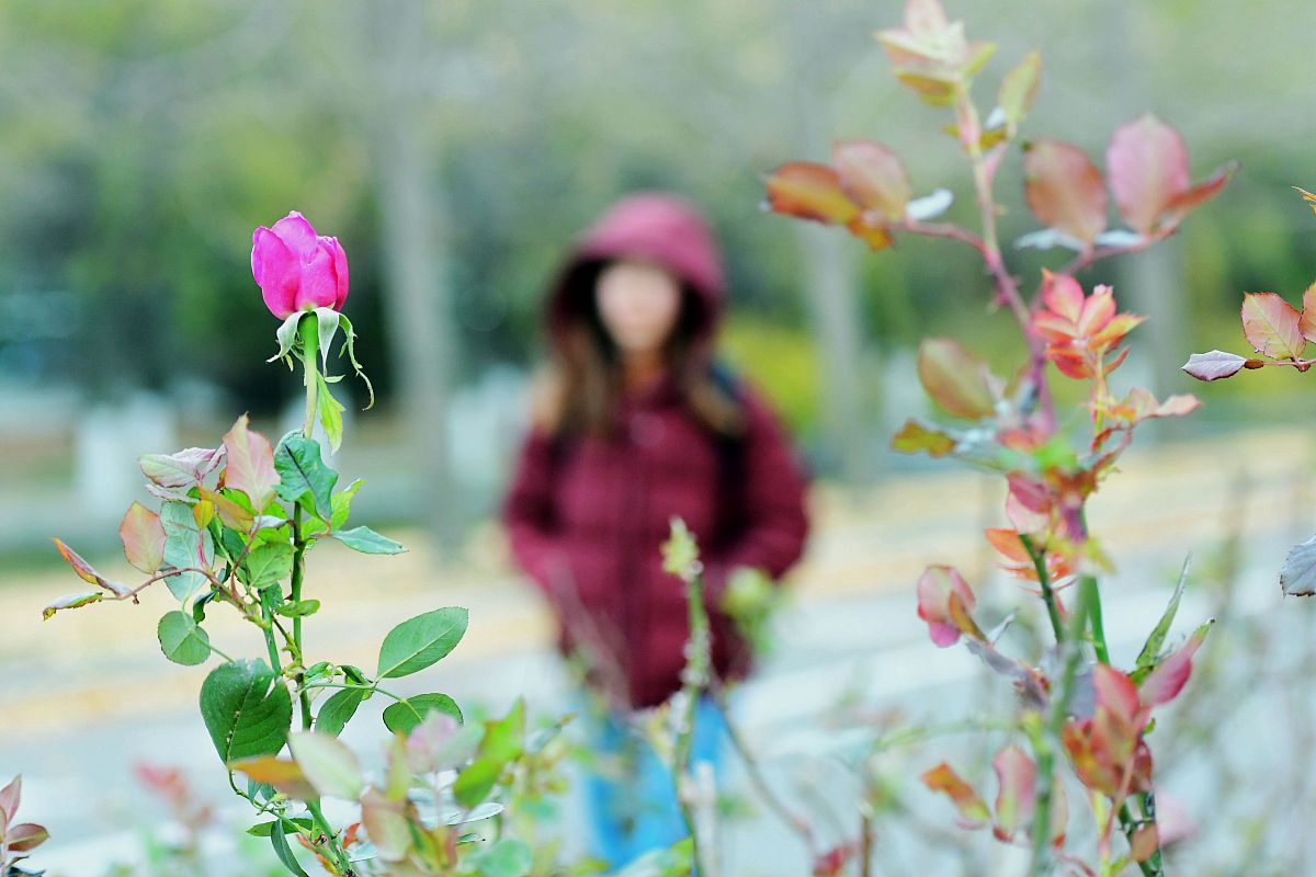 我叹那春花秋月