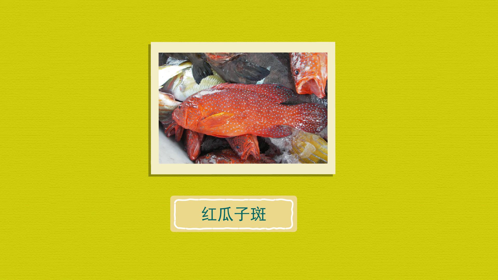 原来红瓜子斑长这样