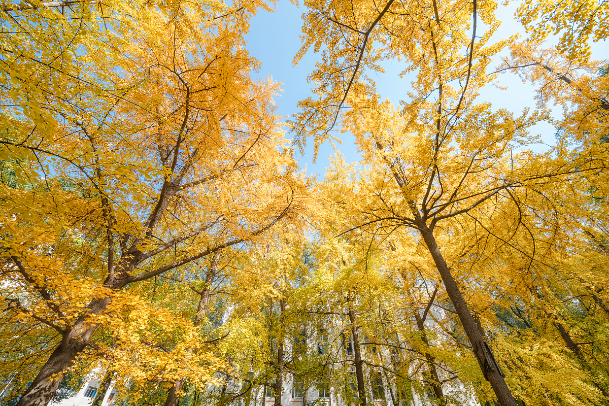 电子科技大学成都学院物联网工程(本科)专业解读 - 2020最新