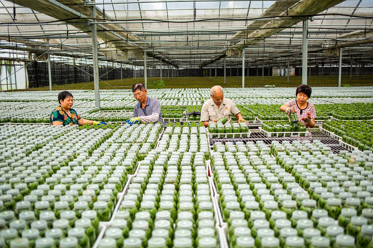 药材产业园策划方案