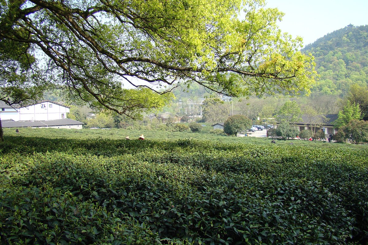 杭州龙井山在哪里