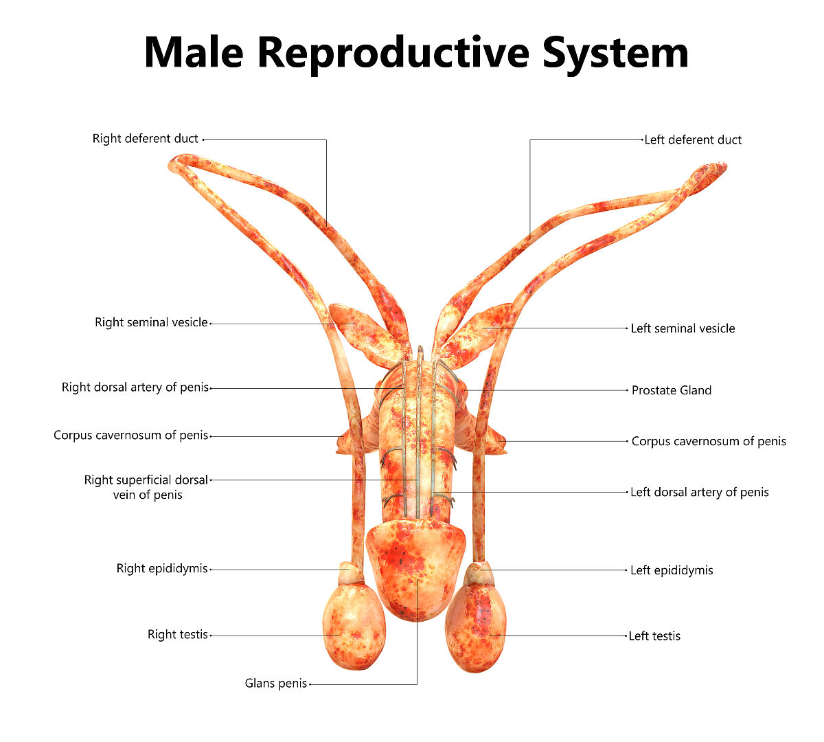 男人能生孩子吗？揭秘男性生育的生理限制