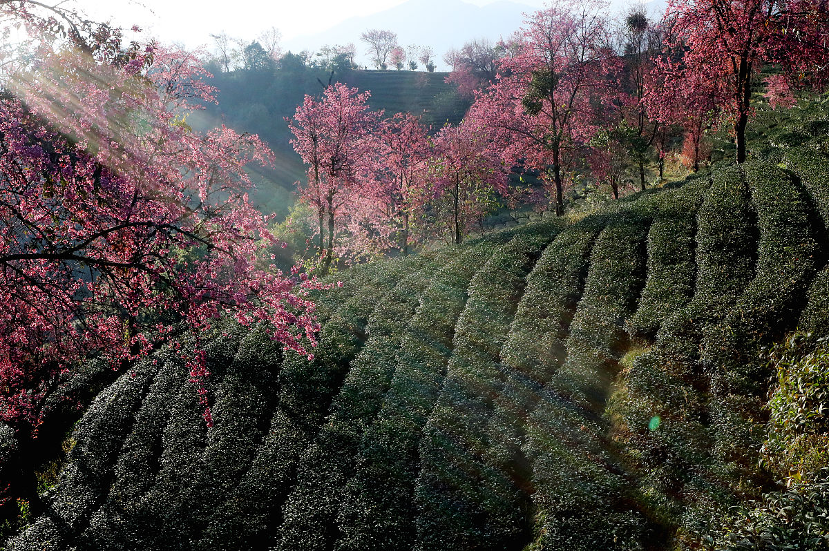 2019年12月15日,云南省大理白族自治州,南涧无量山樱花谷,冬樱花盛开