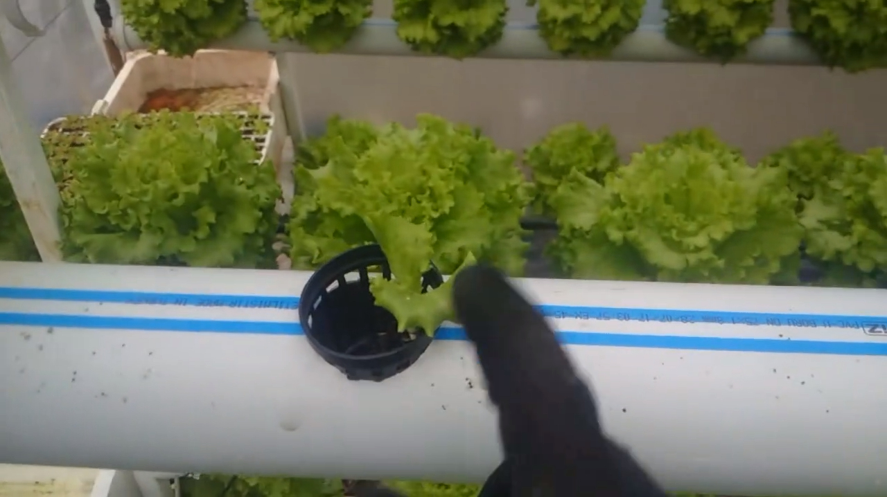 工地捡10根pvc水管,回家钻洞种菜,不用土不浇水长成大菜园