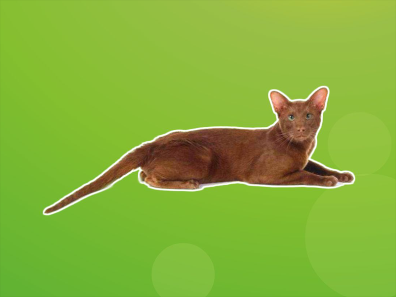 原来肉桂色猫长这样