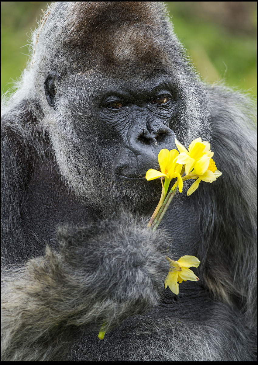 小学二年级数学思维题：穿越时空的年龄谜题