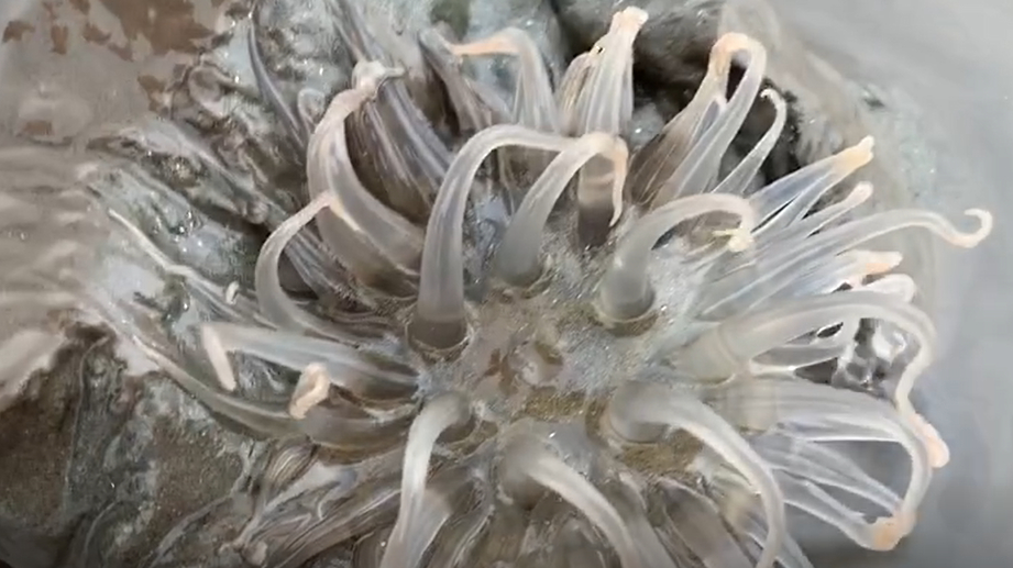 海滩上的“莲花”,辉姐拿家里炒菜用具去挖,辣炒美味嘎巴脆