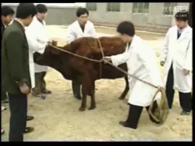 牛二条最新视频