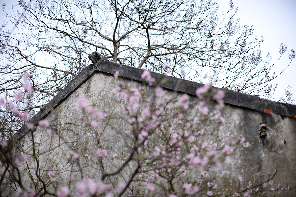 春天的赞歌：一首现代诗歌