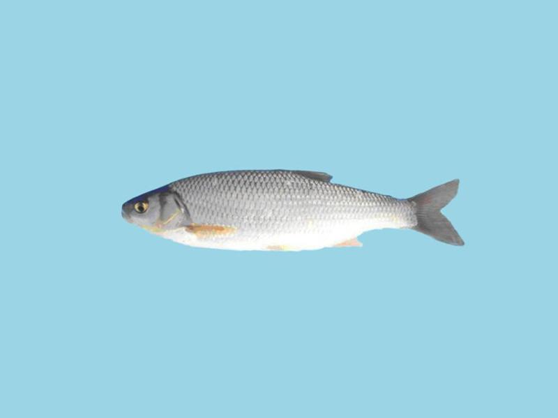 「秒懂百科」原来东北雅罗鱼长这样