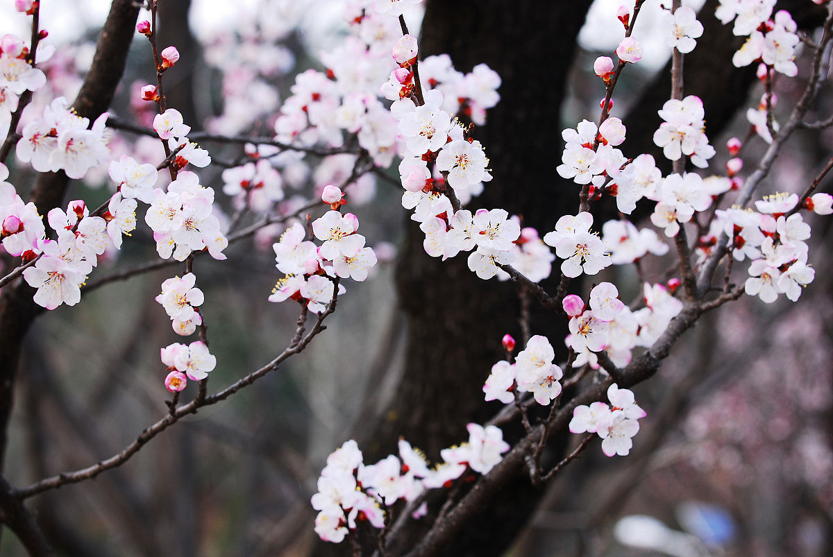 苏轼词中花卉意象之美：从梅花、杨花、桃花到落花