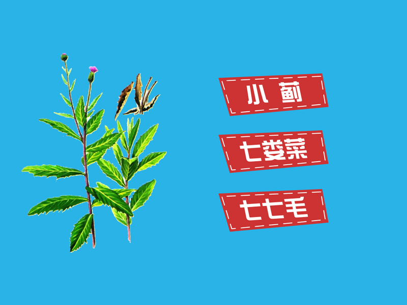 七七菜:多年生草本
