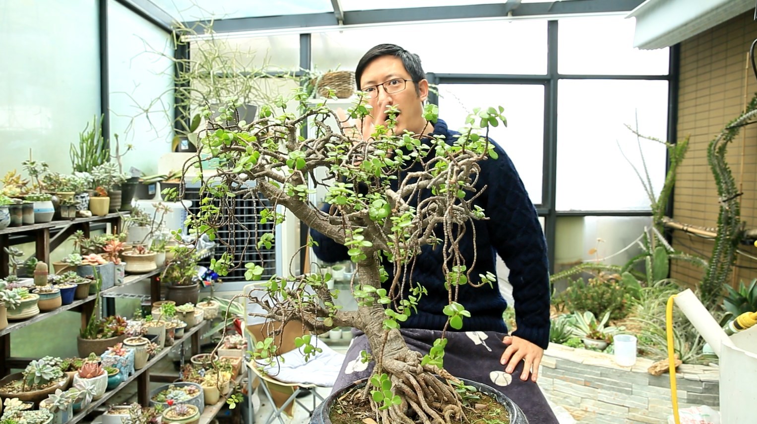 一种可以长成树形盆景的多肉!