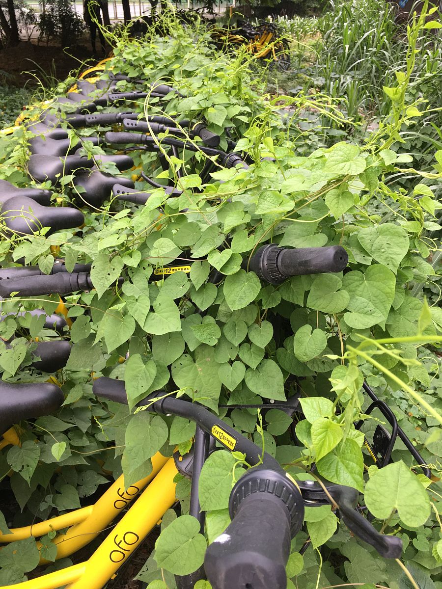 2020年重庆经贸中等学校园林绿化招生