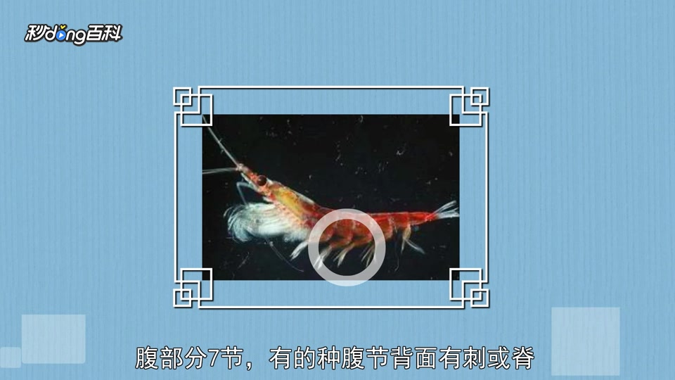 原来磷虾目长这样