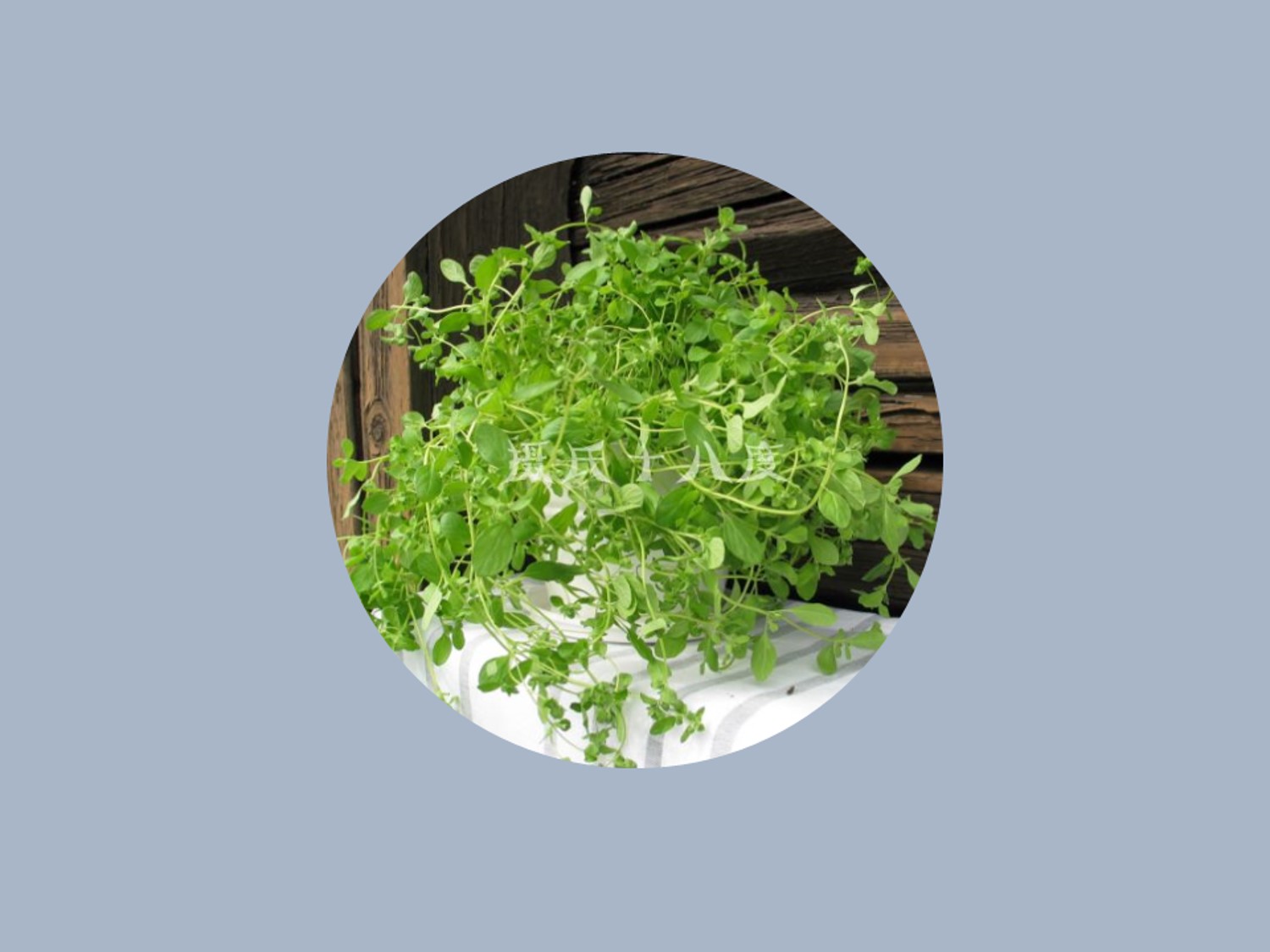 披萨草:原产于旧大陆的有香味的多年生草本植物的名称