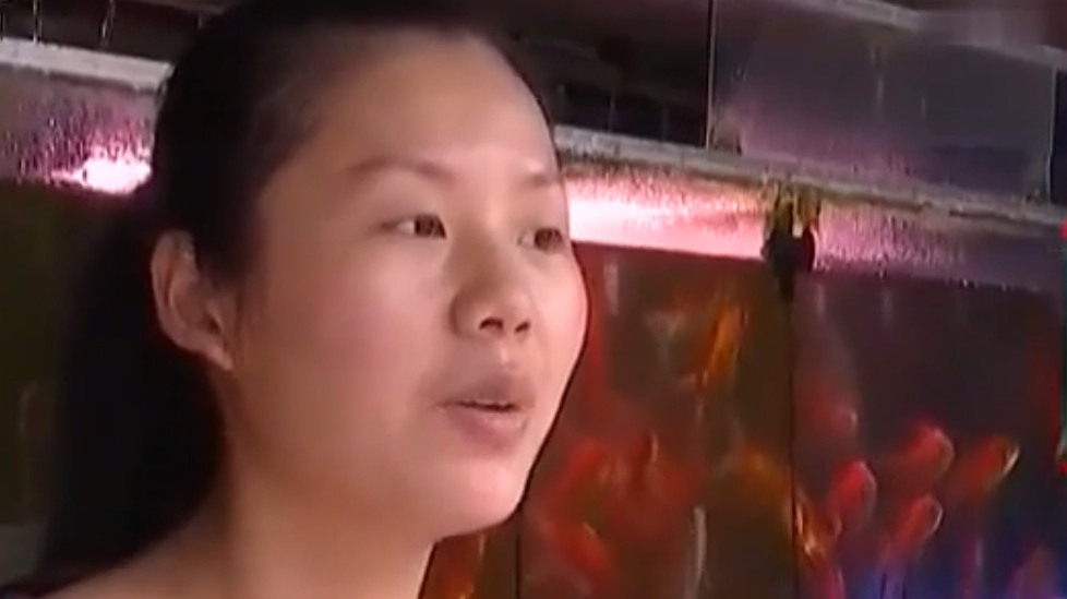 当地赫赫有名的厨师 走上了养殖观赏鱼这一行 买鱼苗途中发现商机