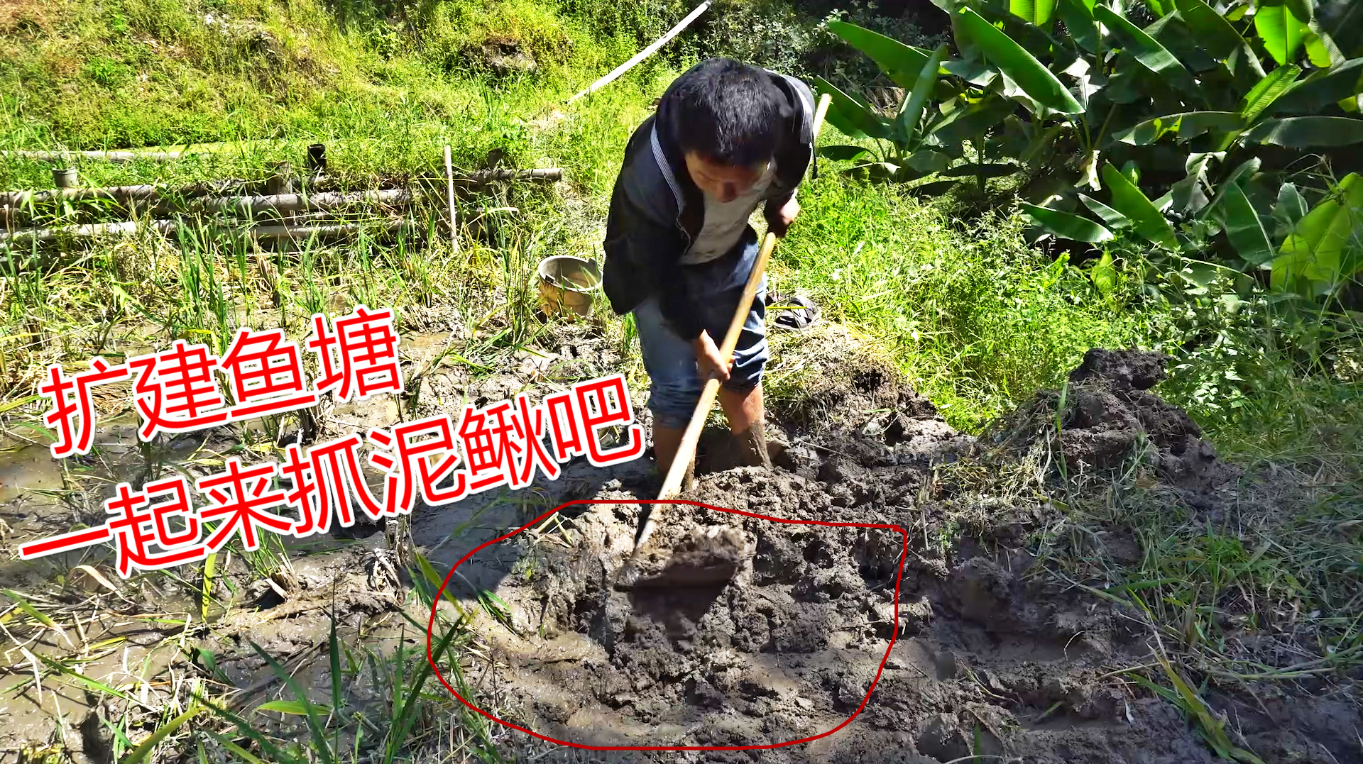 深山养鱼,小伙扩建鱼塘清理淤泥,抓几十条泥鳅,一餐下酒菜来了