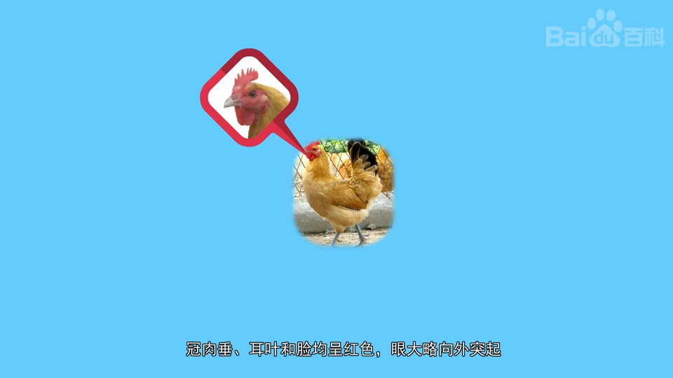淮南麻黄鸡