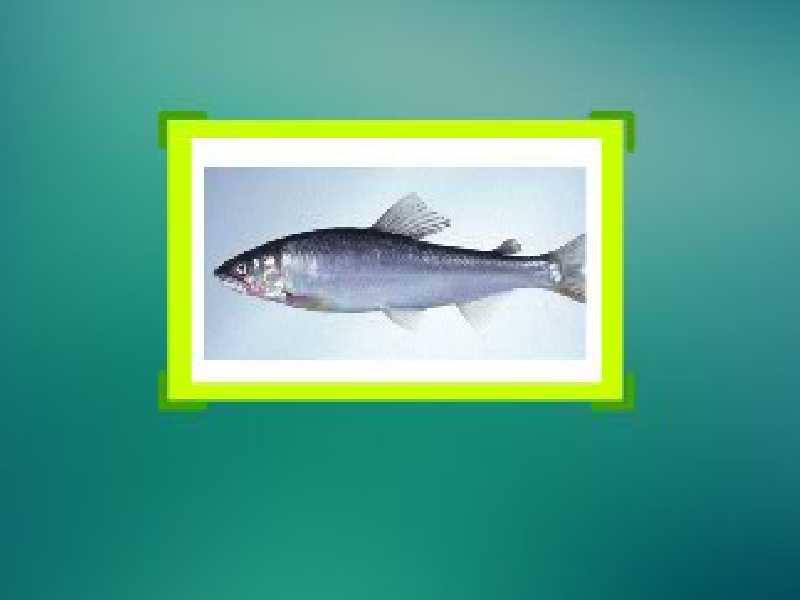 一分钟了解——昆明裂腹鱼