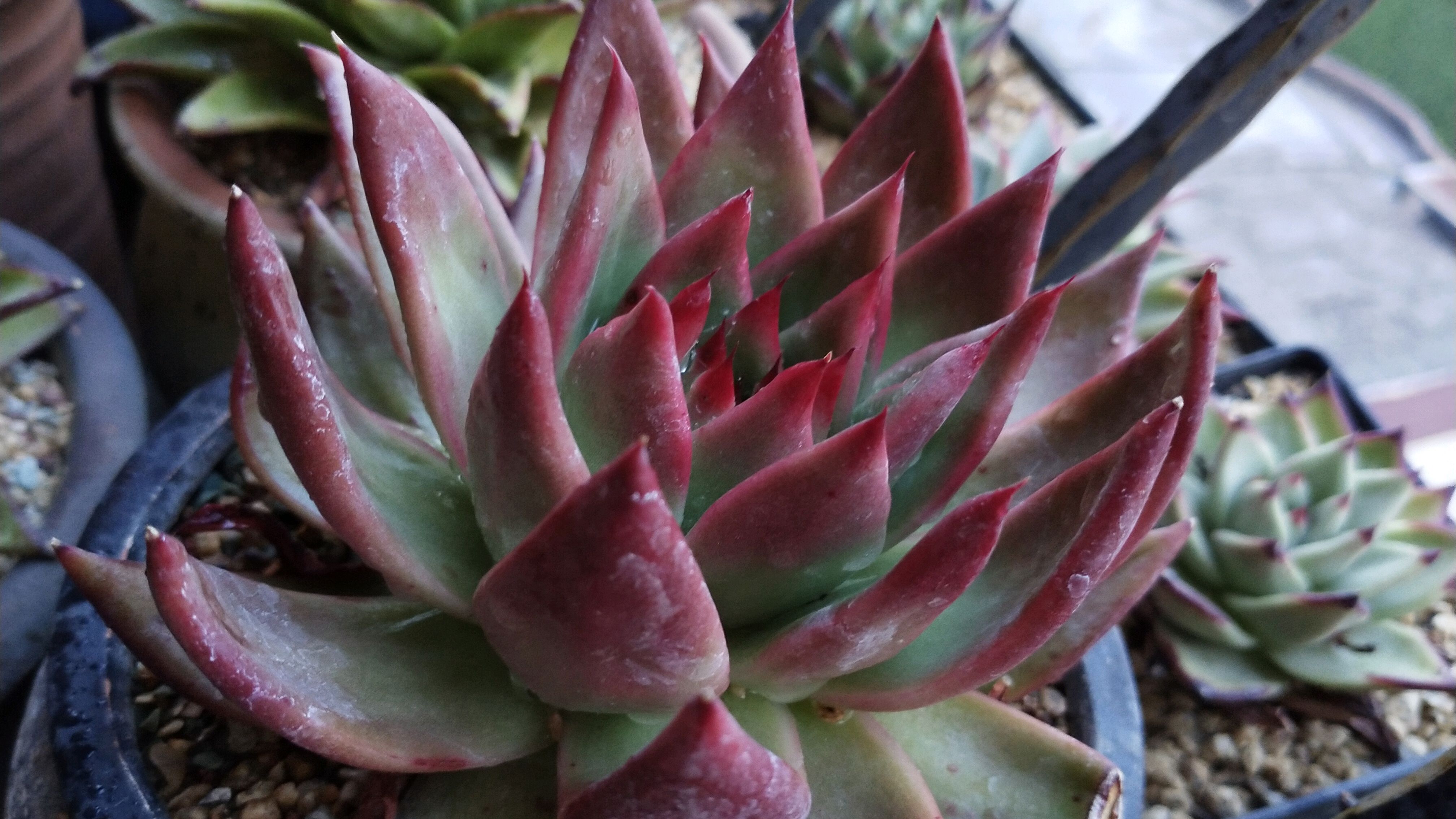 多肉植物弗兰克,出状态非常惊艳的品种