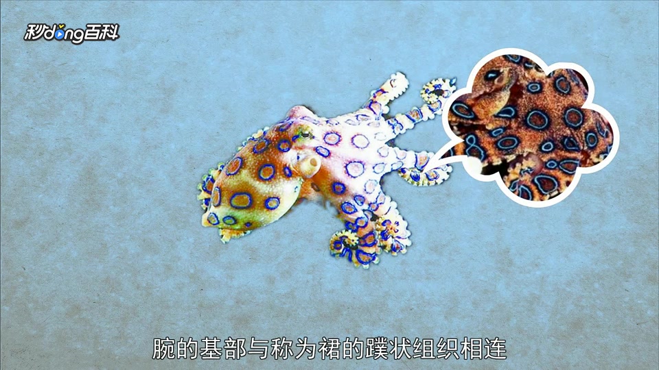 原来蓝色圆环章鱼长这样!