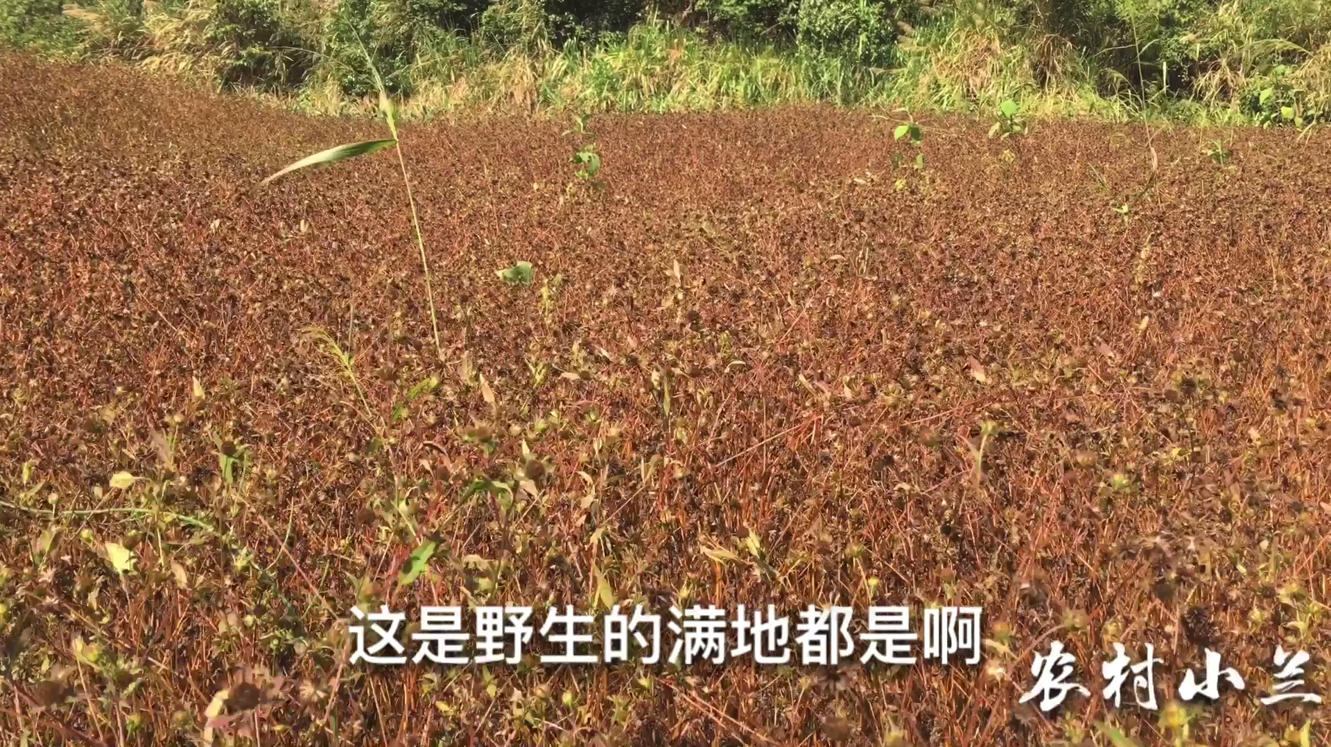 现已入秋,天气干燥咽喉肿痛怎么办?小兰找到了农村这种野生草籽