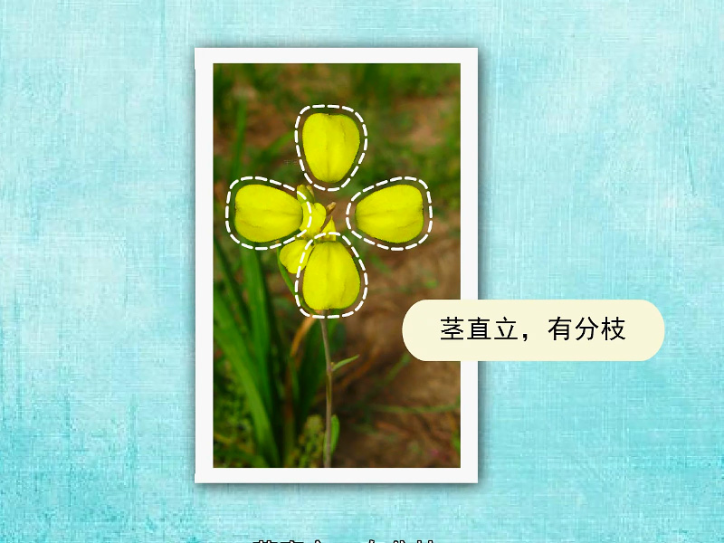 芥菜籽:十字花科