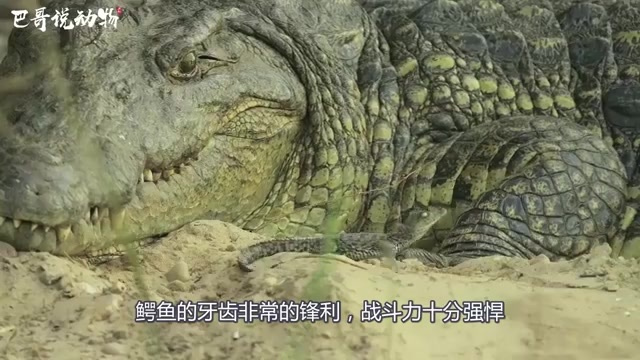 歌利亚虎鱼,它们是鳄鱼的天敌,绝对的危险掠食者!