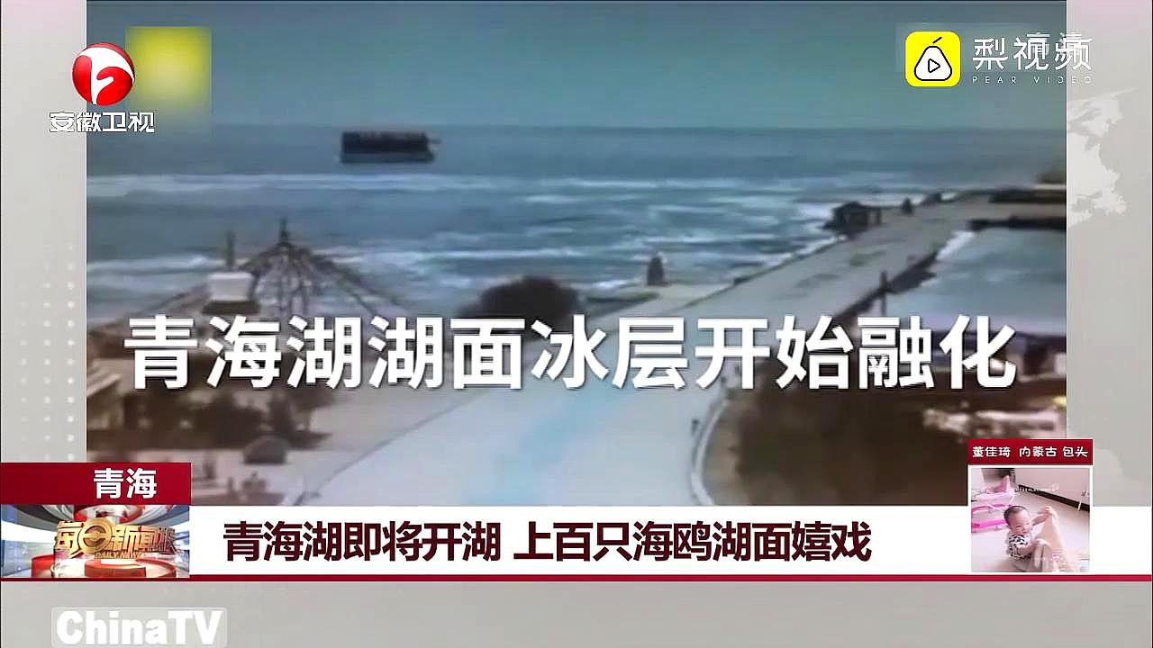 [图]青海湖即将开湖,上百只海鸥湖面嬉戏