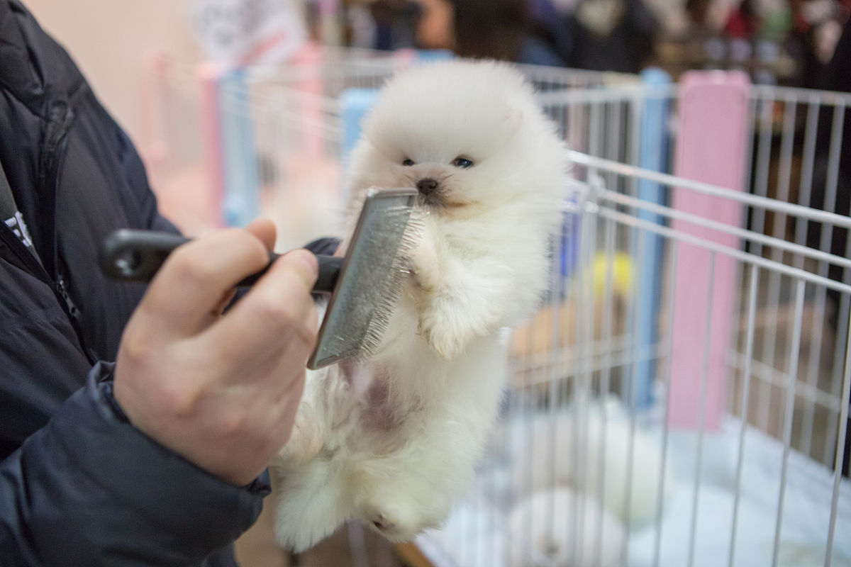 茶杯犬能长多大