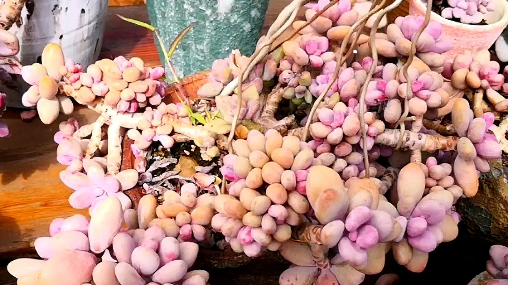 成群的丸叶桃蛋老桩,让你感受不一样的桃林!