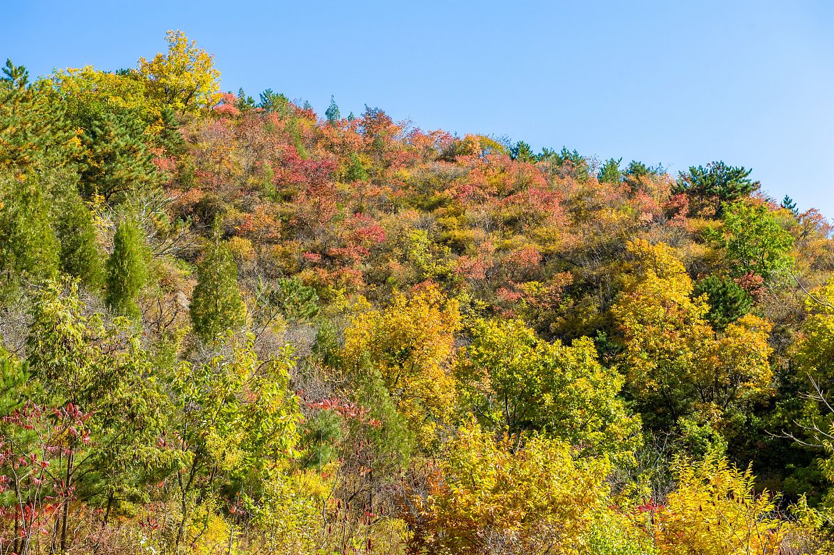     2015年10月13日,位于北京怀柔区满族乡喇嘛沟门的冰川景区,秋意浓